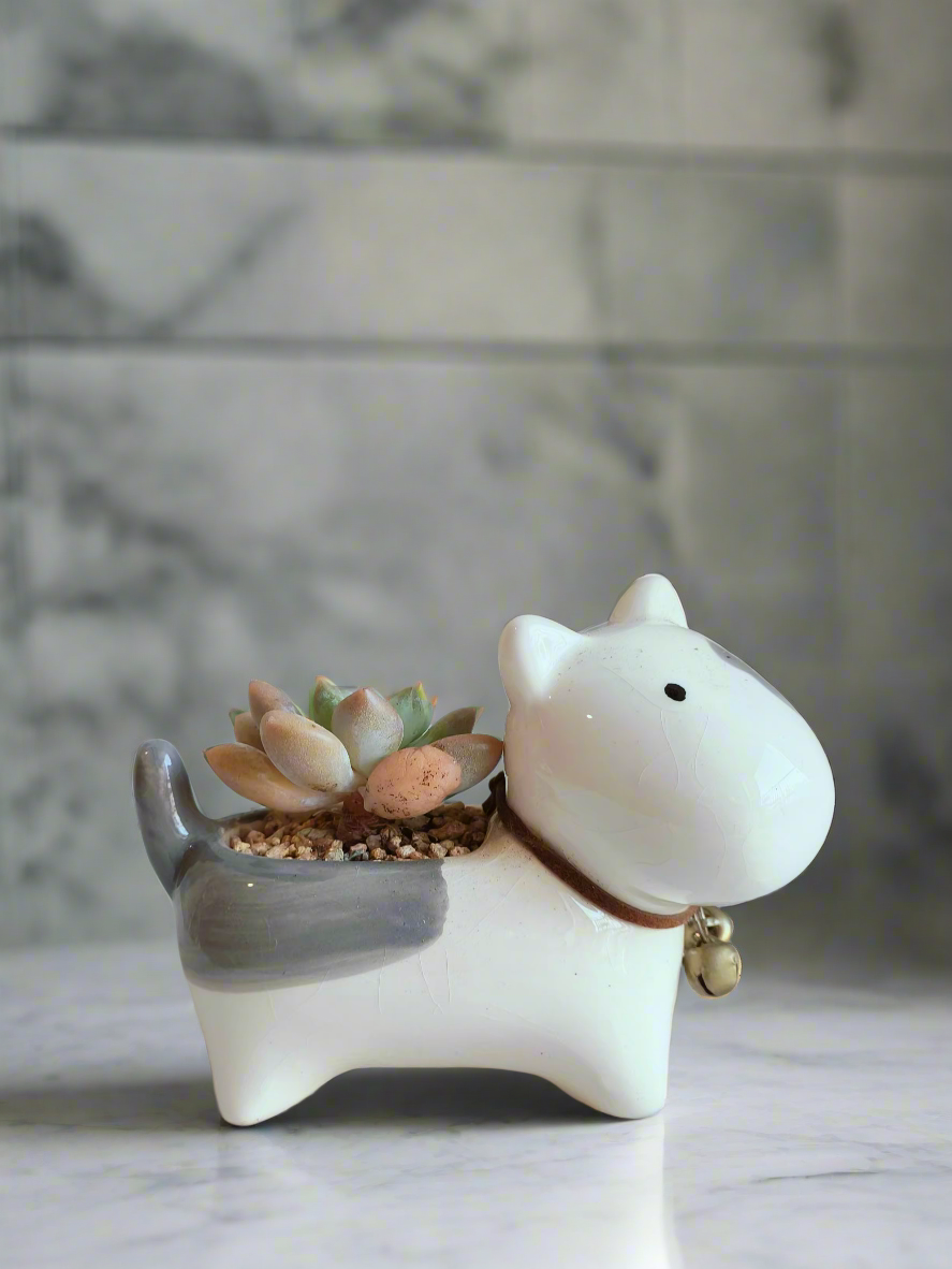 Succulent Puppy Bull Terrier - Graptoveria Opalina - SlowBloomGreens