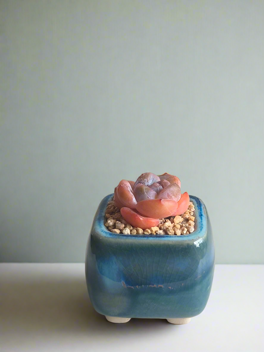 Succulent Serene Square Mini Planter – Echeveria 'Cosette'