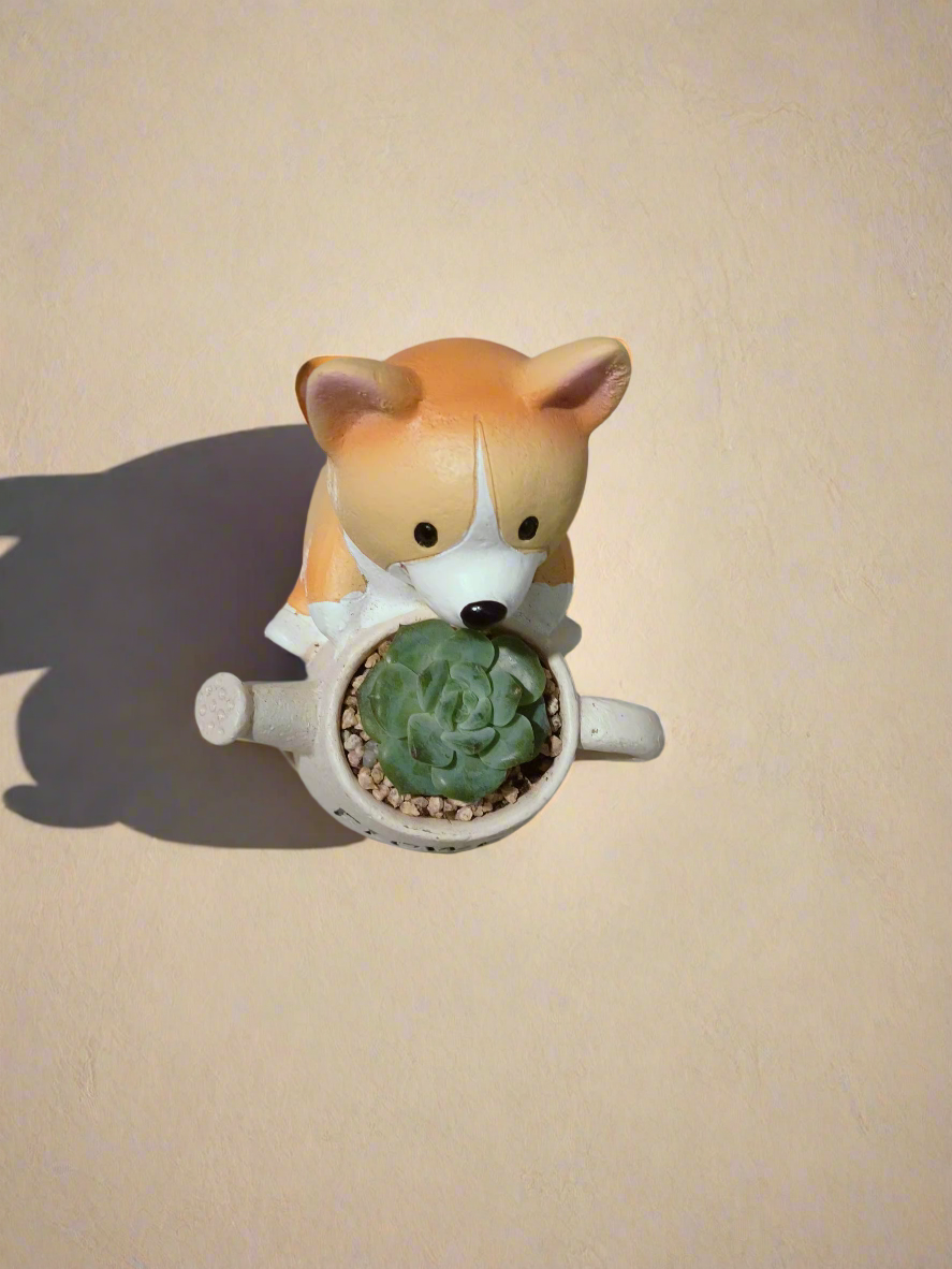 Succulent Charming Corgi - Echeveria Ice Green - SlowBloomGreens