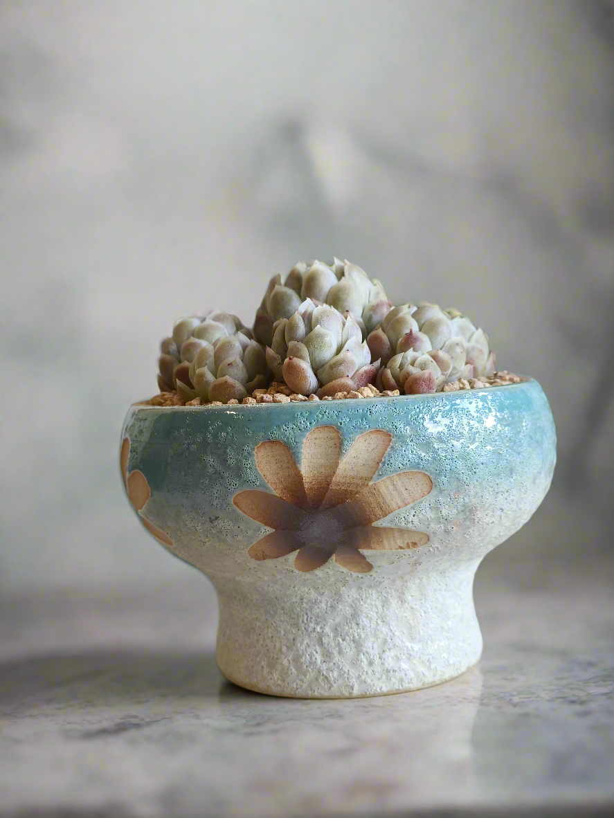 Succulent Moonlit Bloom Pot – Skyward Blue with Echeveria Elegans 'Raspberry Ice' - SlowBloomGreens