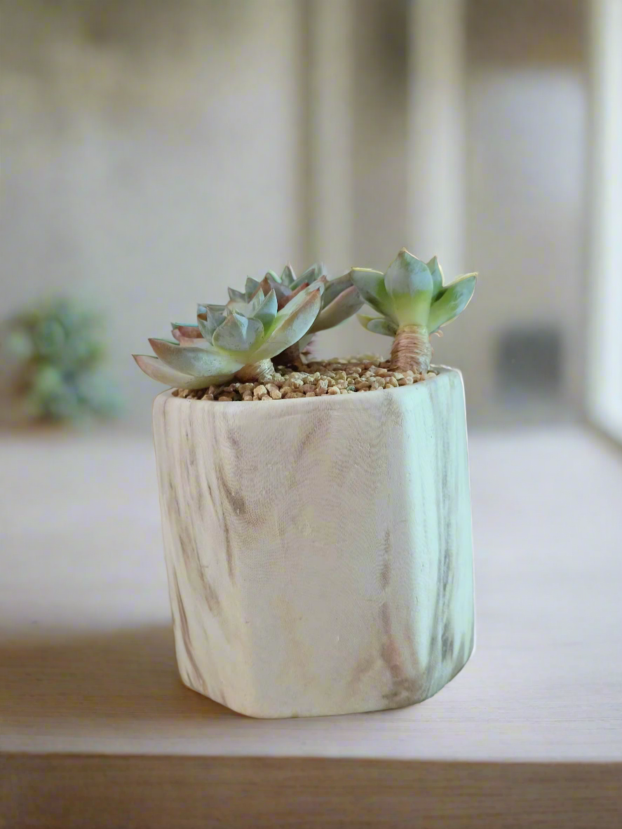 Succulent Radiant Octagon Brown – Echeveria BlueBird - SlowBloomGreens