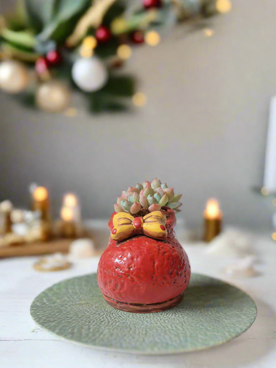 Succulent Mary Jane Charm Red – Pachyveria Elaine - SlowBloomGreens