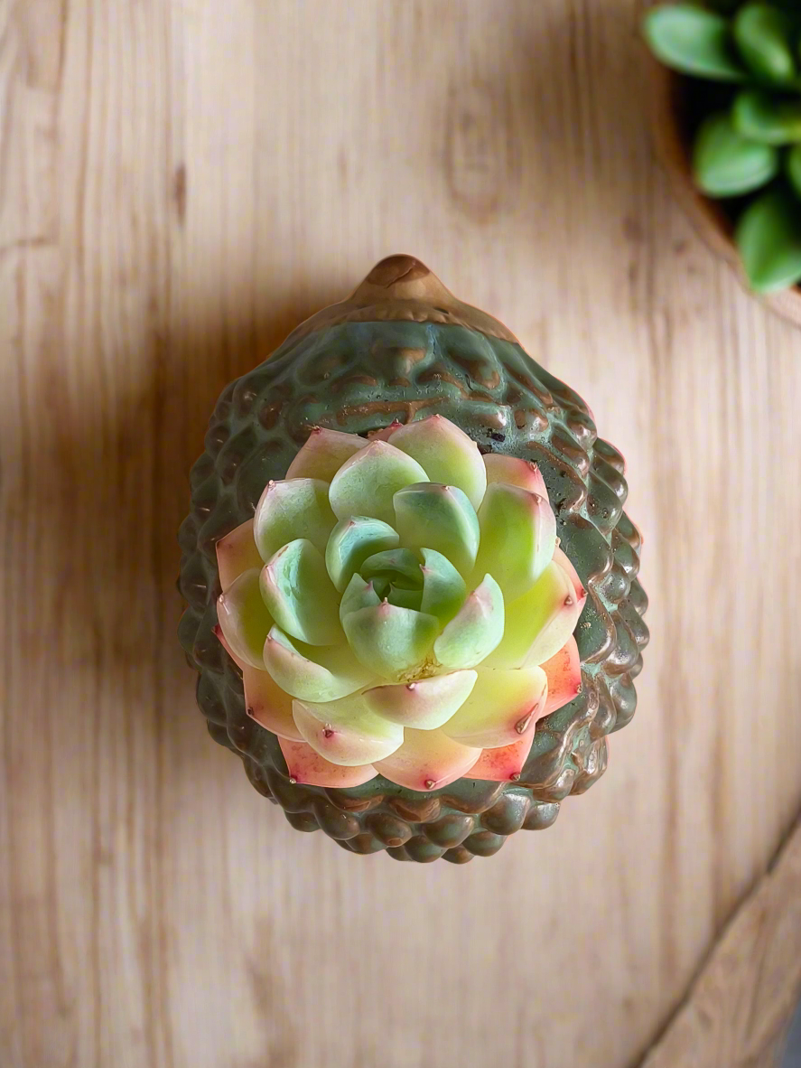 Succulent Hedgehog Pot - Echeveria Suryeon - SlowBloomGreens