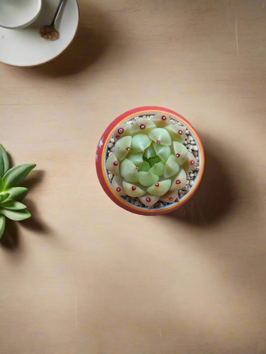 Succulent Auspicious Grace Pot - Echeveria Agavoides 'Lipstick' - SlowBloomGreens