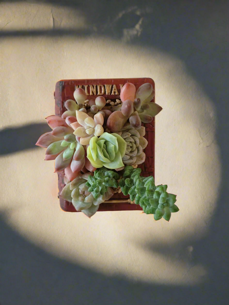 Succulent Book Nook – Assorted Succulents - SlowBloomGreens