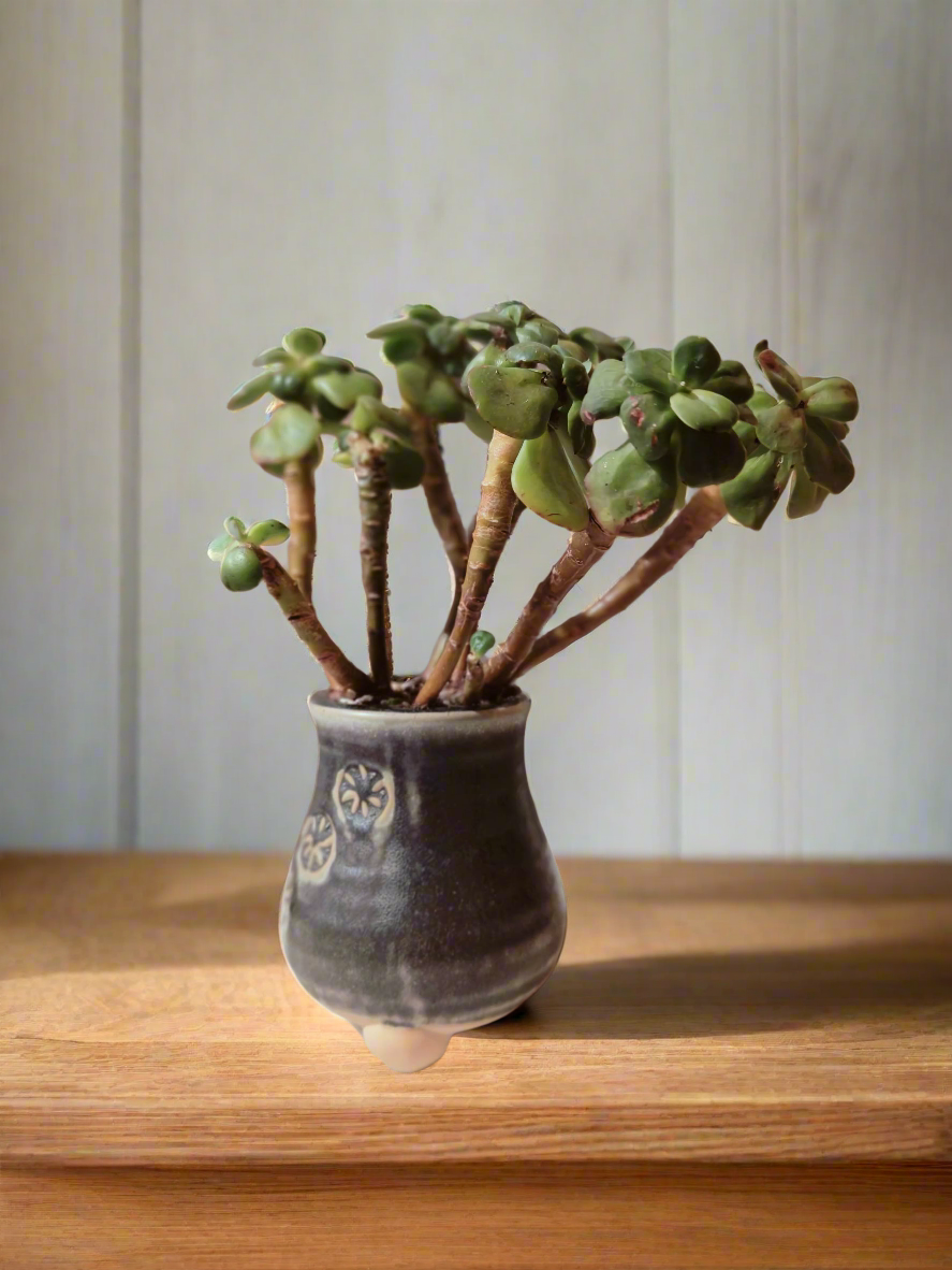 Succulent Rustic Pot Glow Grey – Jade Plant - SlowBloomGreens