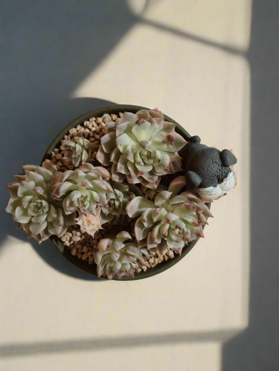 Succulent Speckled Terracotta Schnauzer Pot - Echeveria Halbingeri - SlowBloomGreens