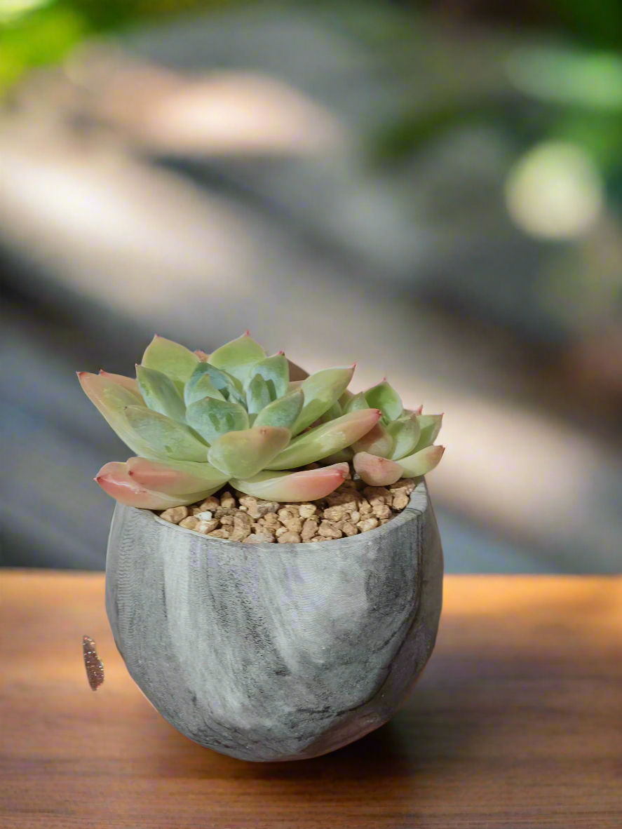 Succulent Harmony Grey - Echeveria Elegans - SlowBloomGreens