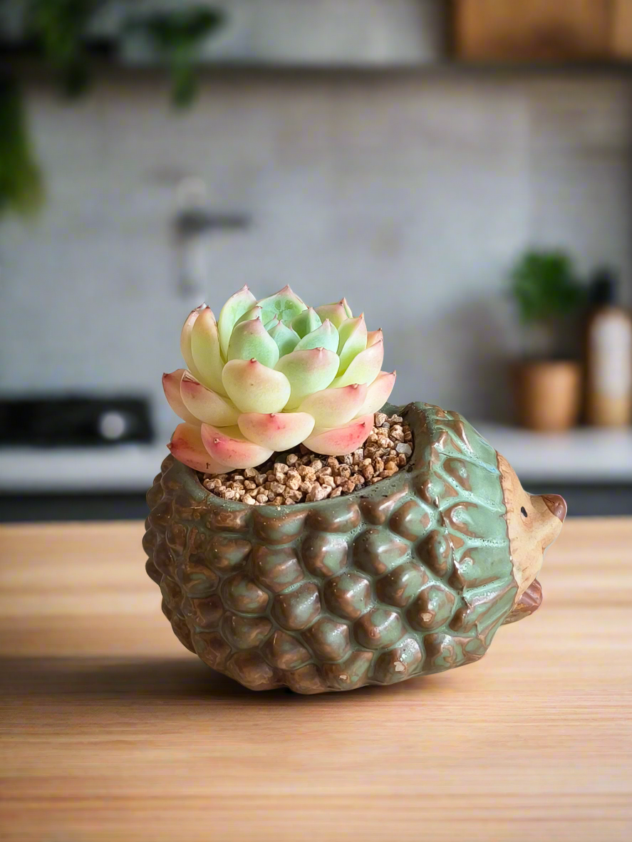 Succulent Hedgehog Pot - Echeveria Suryeon - SlowBloomGreens