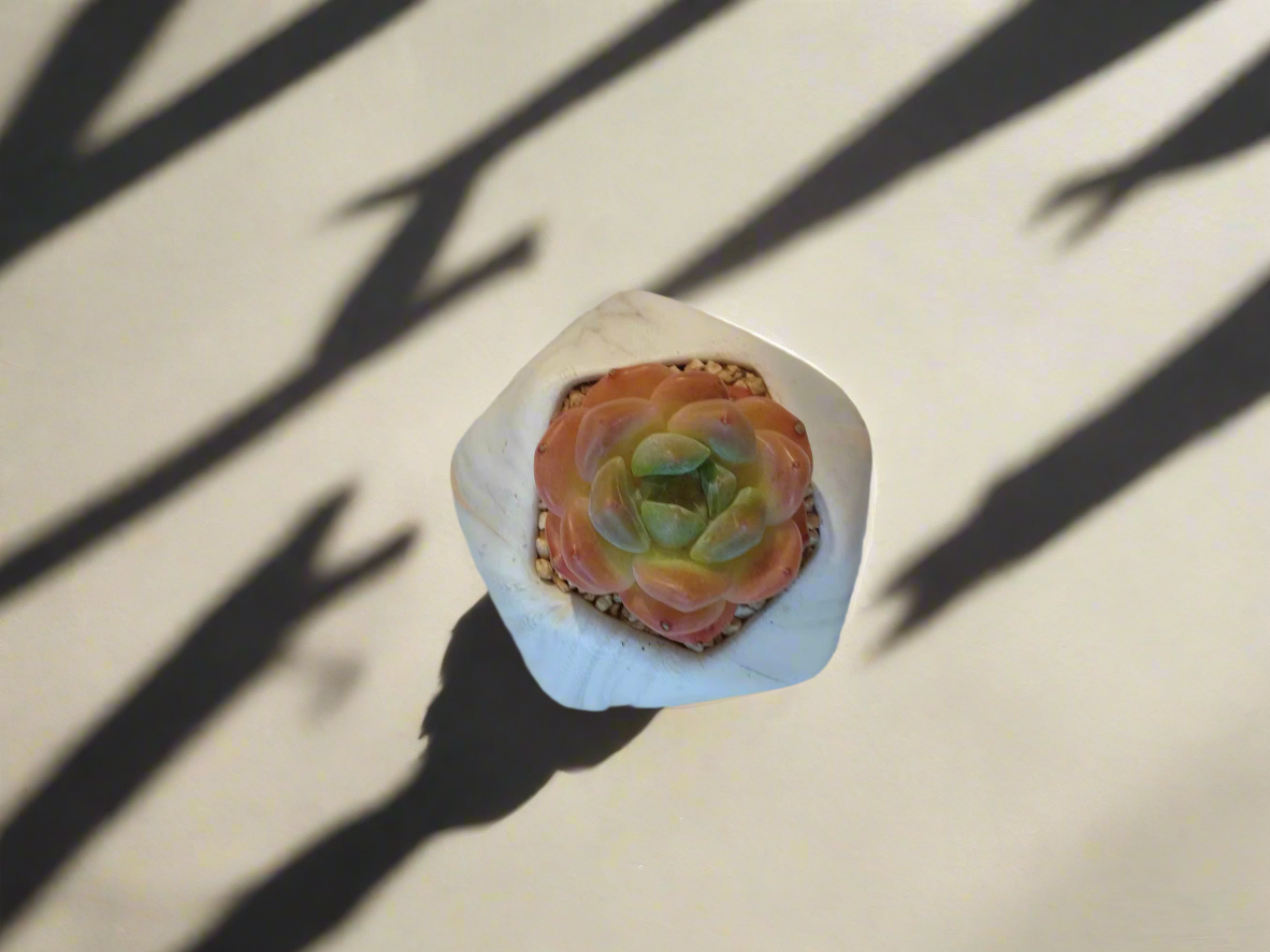 Succulent Mini Octagon Gold - Echeveria Suryeon - SlowBloomGreens