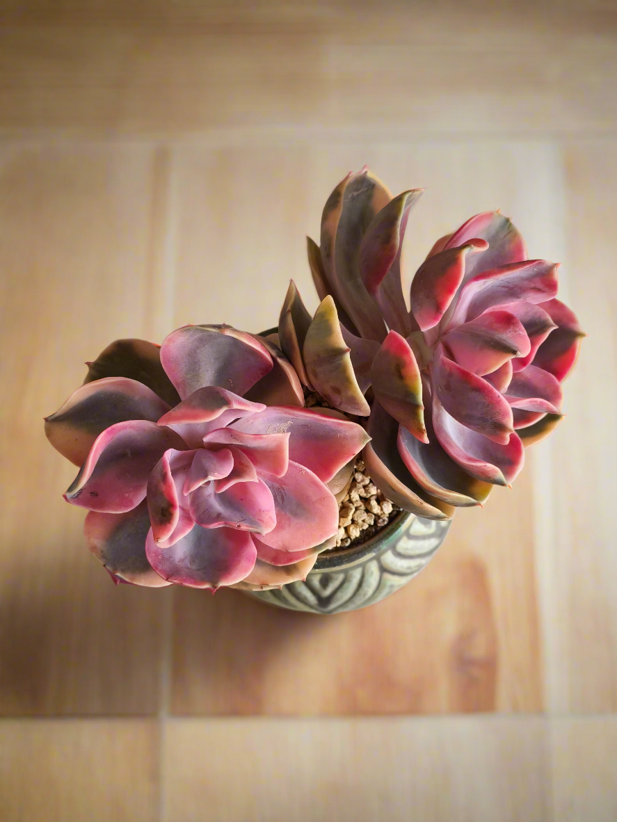 Succulent Rustic Pot Ash  – Echeveria Rainbow - SlowBloomGreens