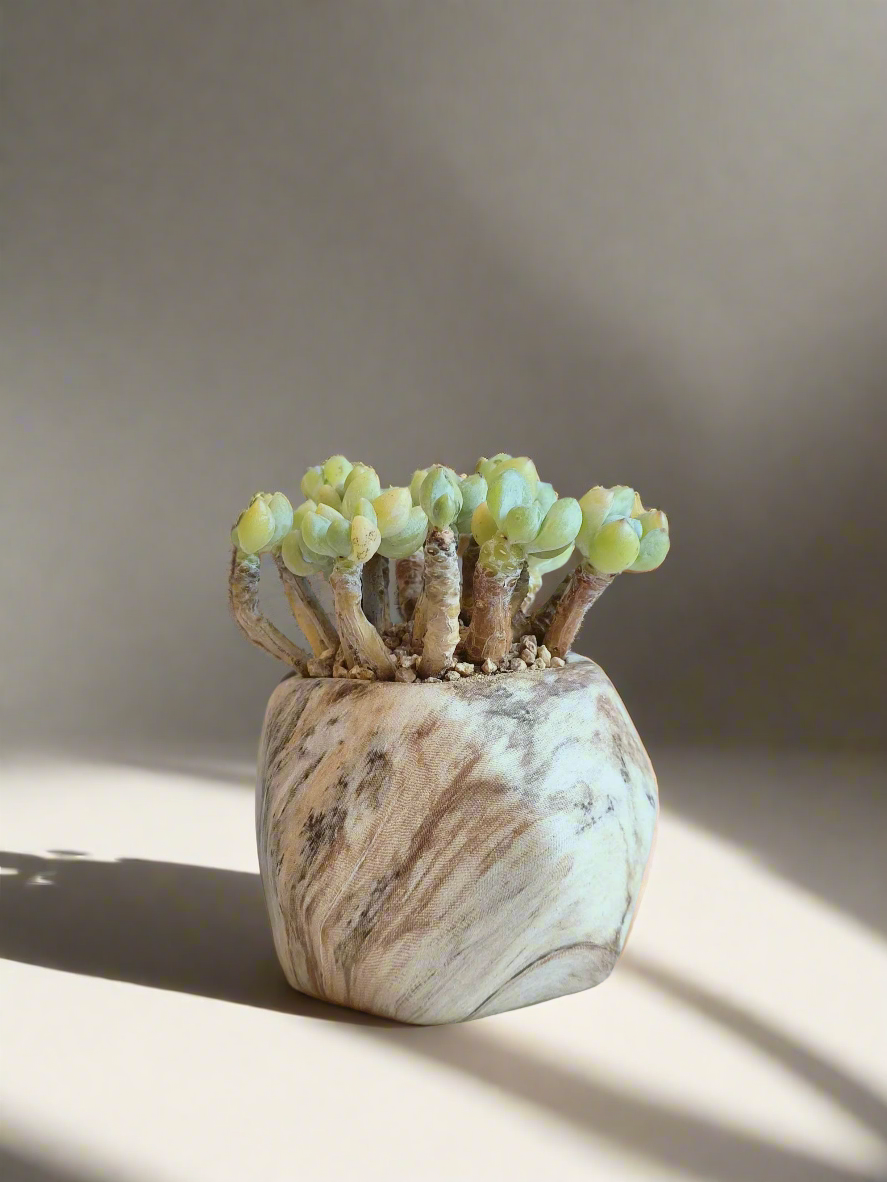 Succulent Mini Octagon Brown - Sedum Treleasei 'Stonecrop' - SlowBloomGreens