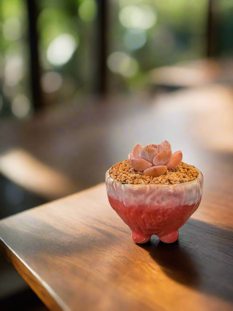 Succulent Red Ombre Rustic Mini Planter – Echeveria 'Cosette'