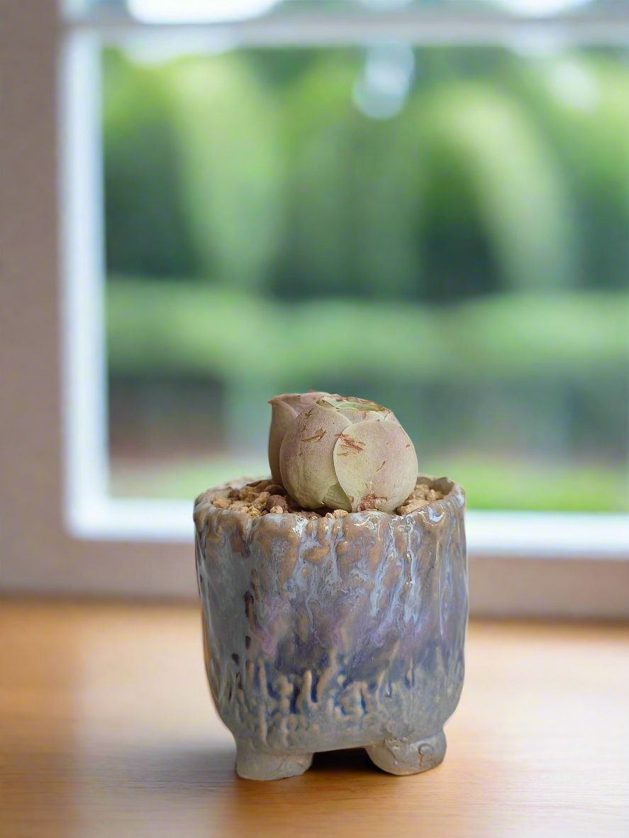 Succulent Lilac Ombre Rustic Planter – Egg Mountain Rose - SlowBloomGreens