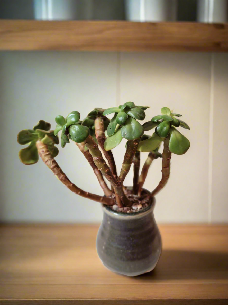 Succulent Rustic Pot Glow Grey – Jade Plant - SlowBloomGreens