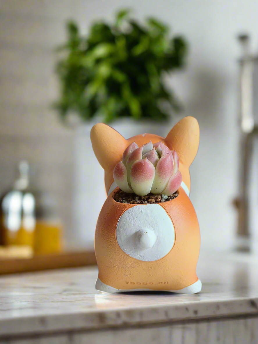 Succulent Charming Corgi - Echeveria Mexican Snowball - SlowBloomGreens