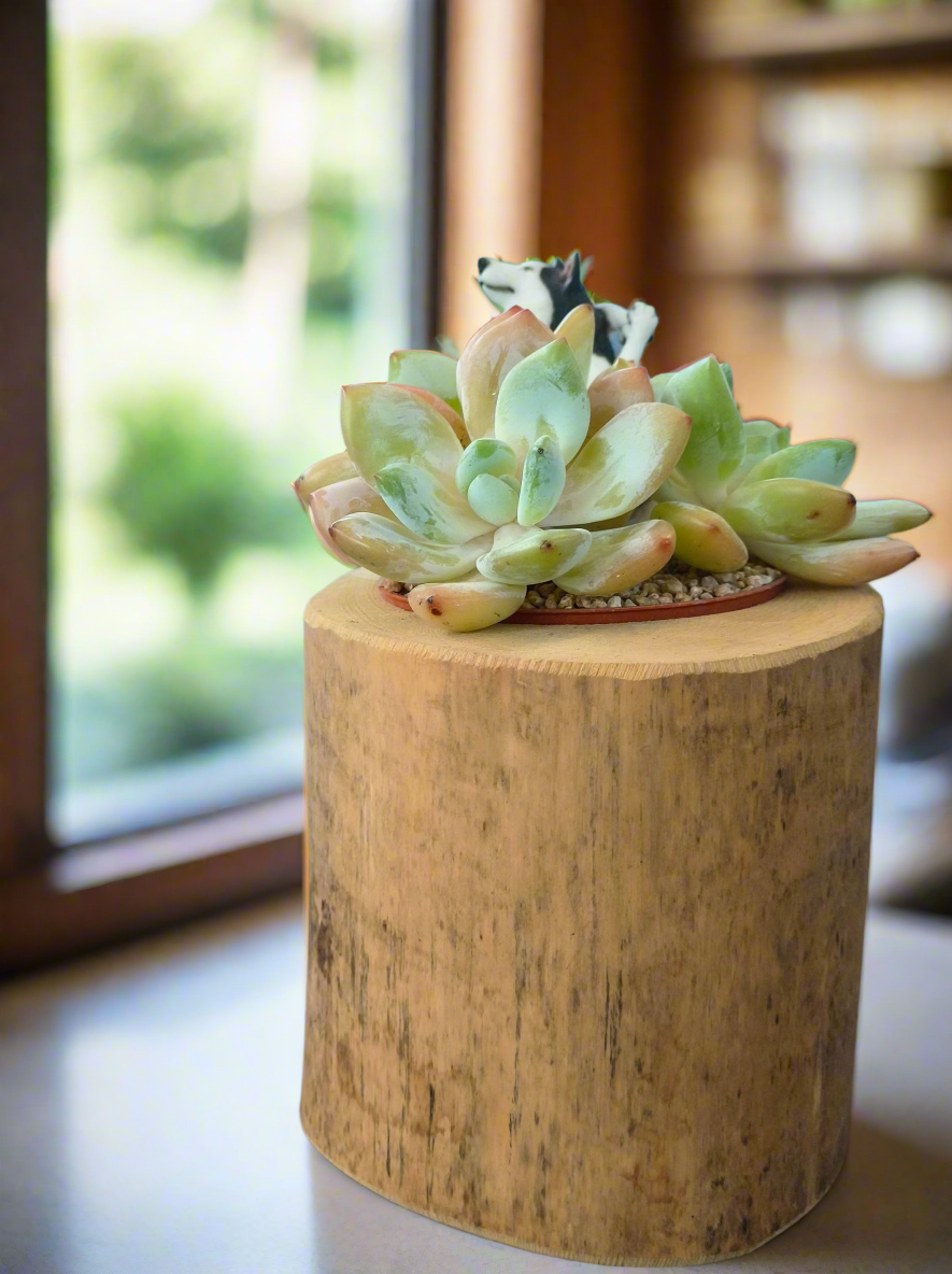 Succulent Yoga Husky on Woodland Log – Echeveria Hybrid