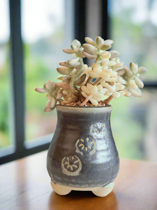 Succulent Rustic Pot Glow Grey - Graptoveria 'Titubans' - SlowBloomGreens