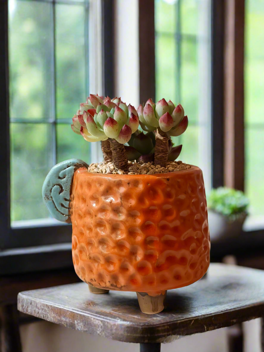 Succulent Enchanted Garden Dragonfly – Sedeveria 'Blue Elf' with Echeveria Agavoides