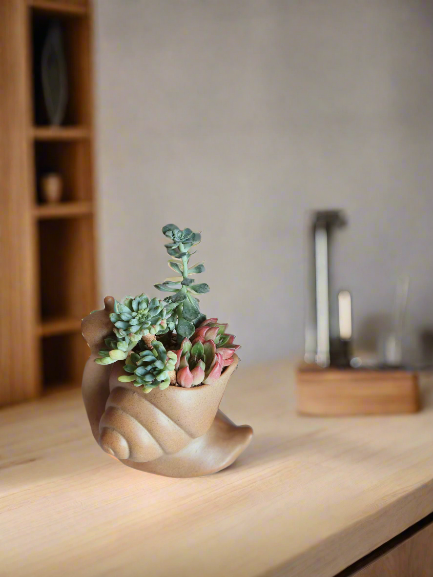 Succulent Snail Pot – Echeveria - SlowBloomGreens