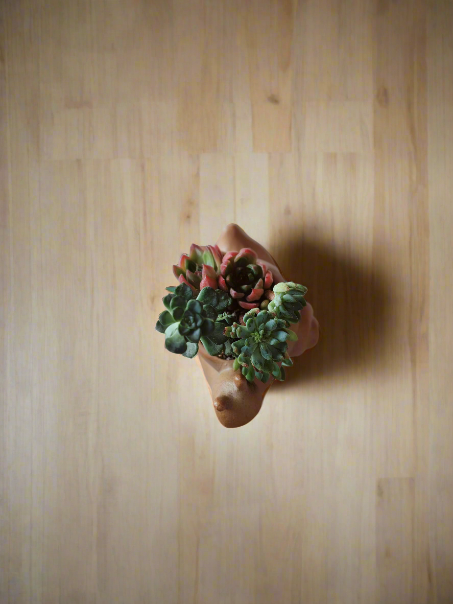 Succulent Snail Pot – Echeveria - SlowBloomGreens