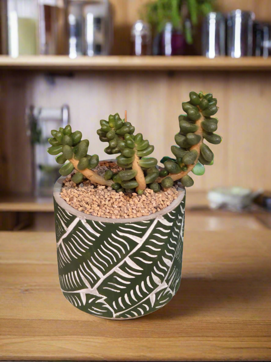 Succulent Whispering Leaves – Sedum Hernandezii