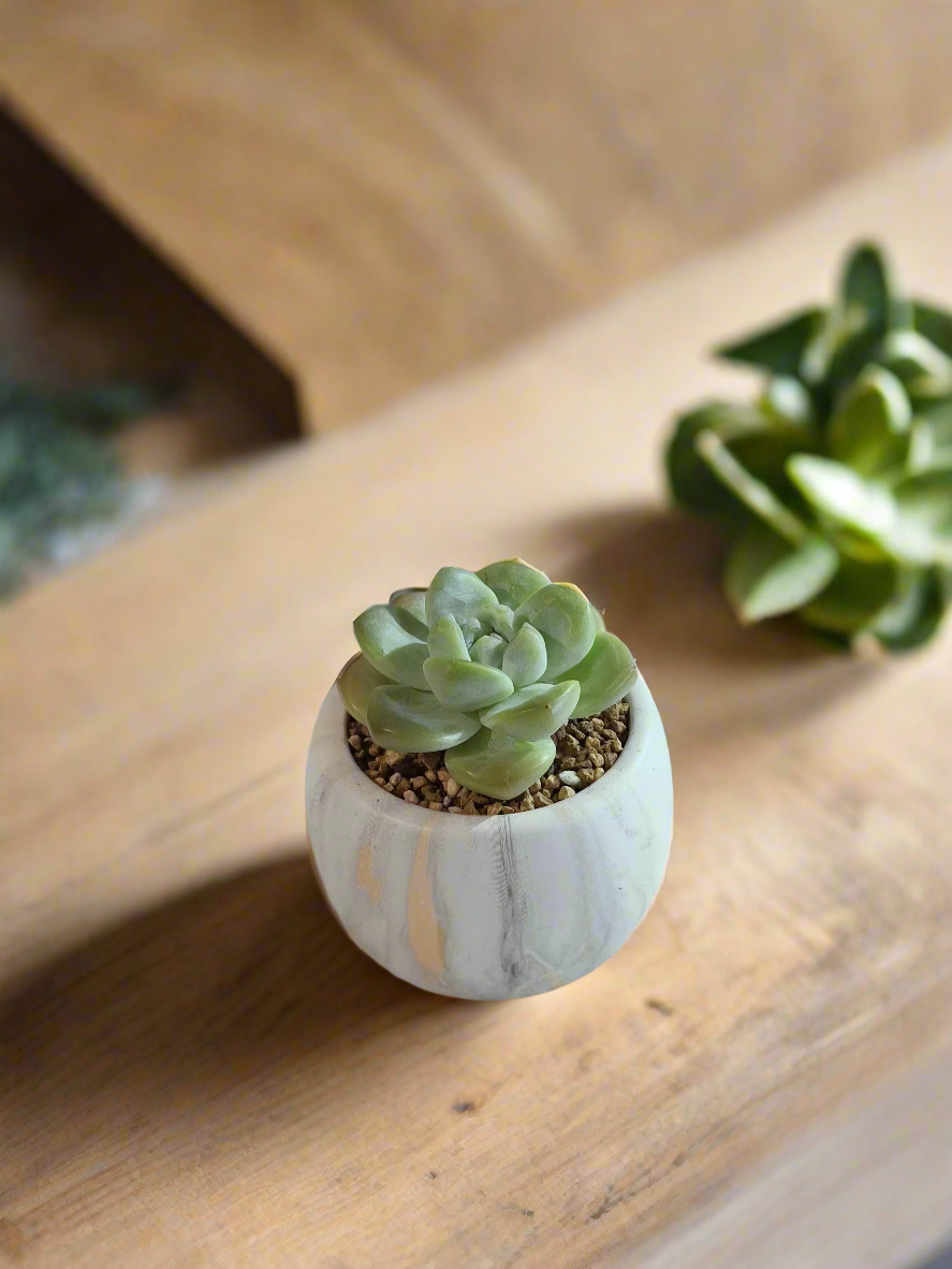 Succulent Mini Round Gold Pot – Echeveria Ice Green - SlowBloomGreens