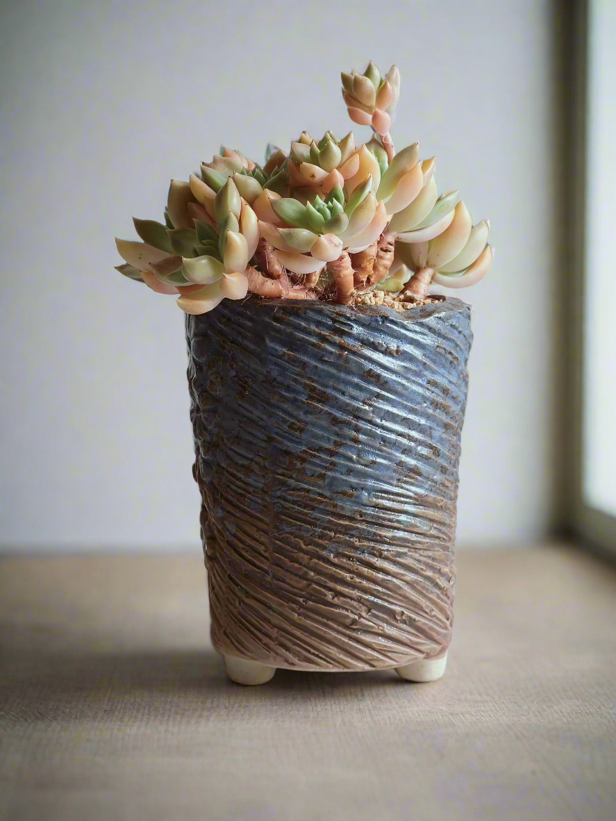 Succulent Rustic Floral Embossed Pot – Graptopetalum 'Bronze' - SlowBloomGreens