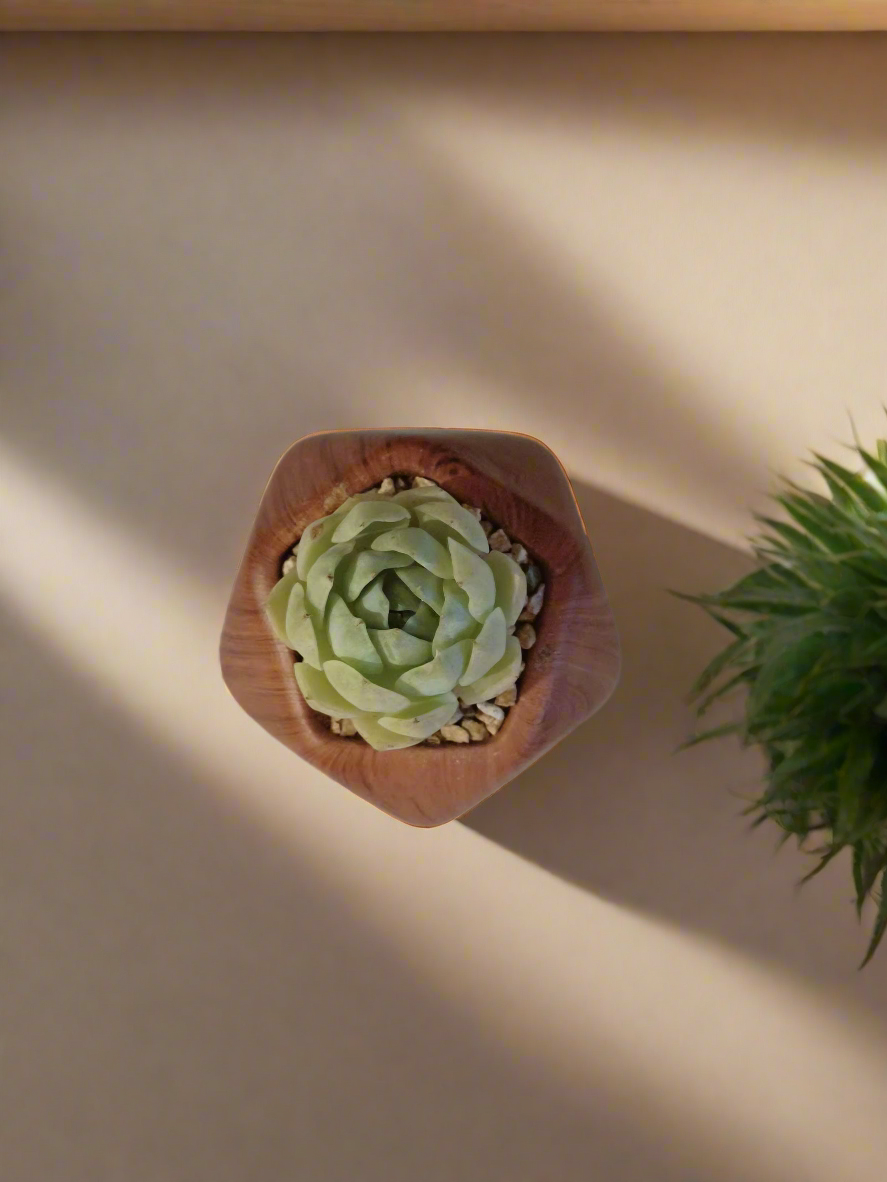 Succulent Mini Octagon 'Wood' – Echeveria Elegans 'Raspberry Ice' - SlowBloomGreens