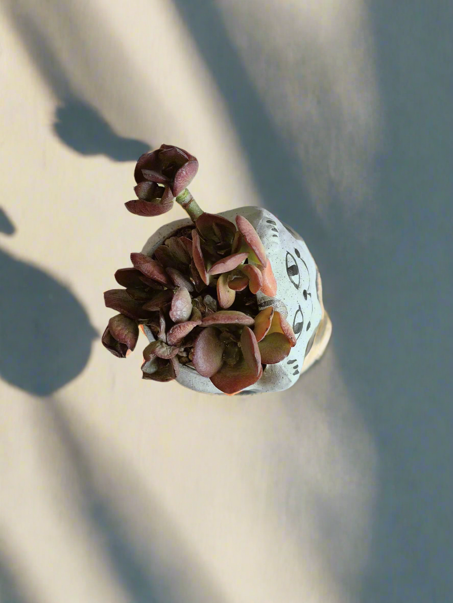 Succulent Hippy Cat Pot - Echeveria - SlowBloomGreens