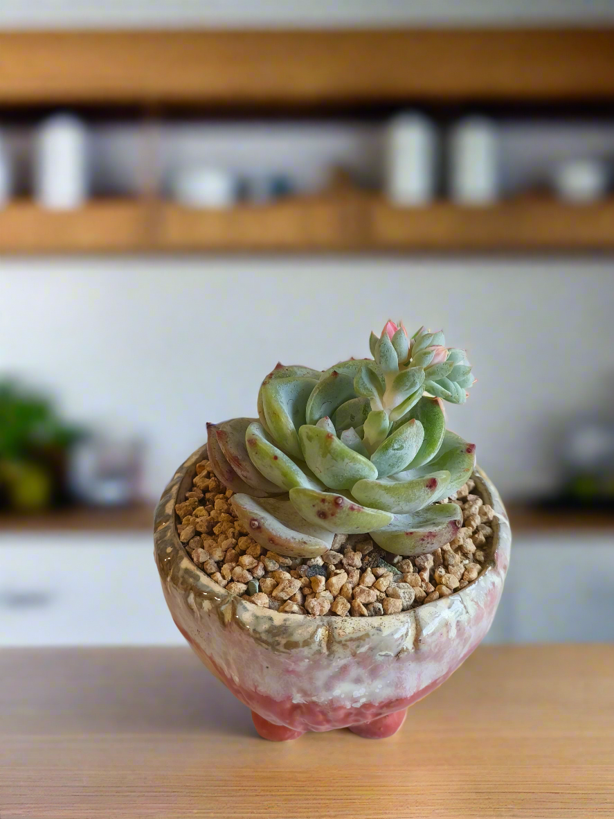Succulent Red Ombre Rustic Pot – Echeveria 'Mont Blanc' (Going to bloom😍) - SlowBloomGreens