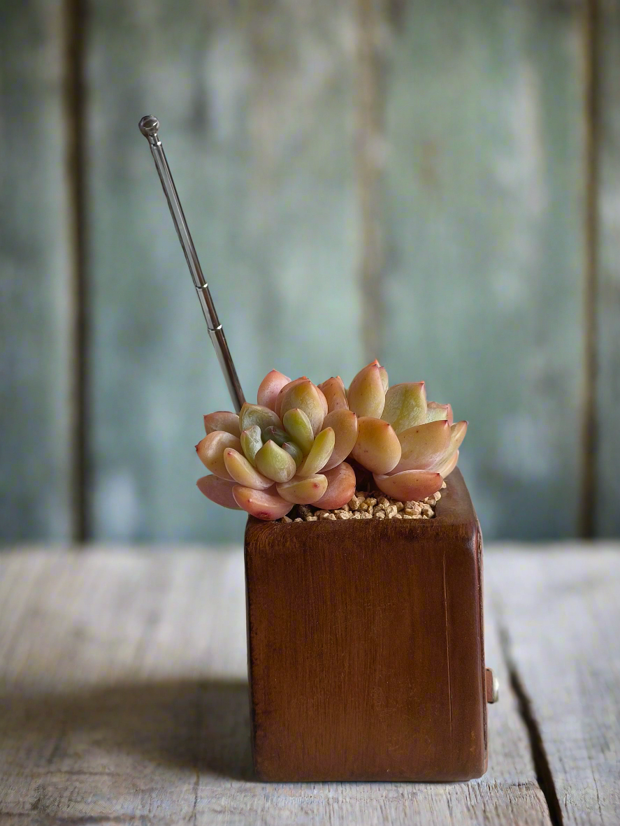 Succulent Retro Radio Planter – Echeveria 'Pink Ariel Crest' & Echeveria Hybrid