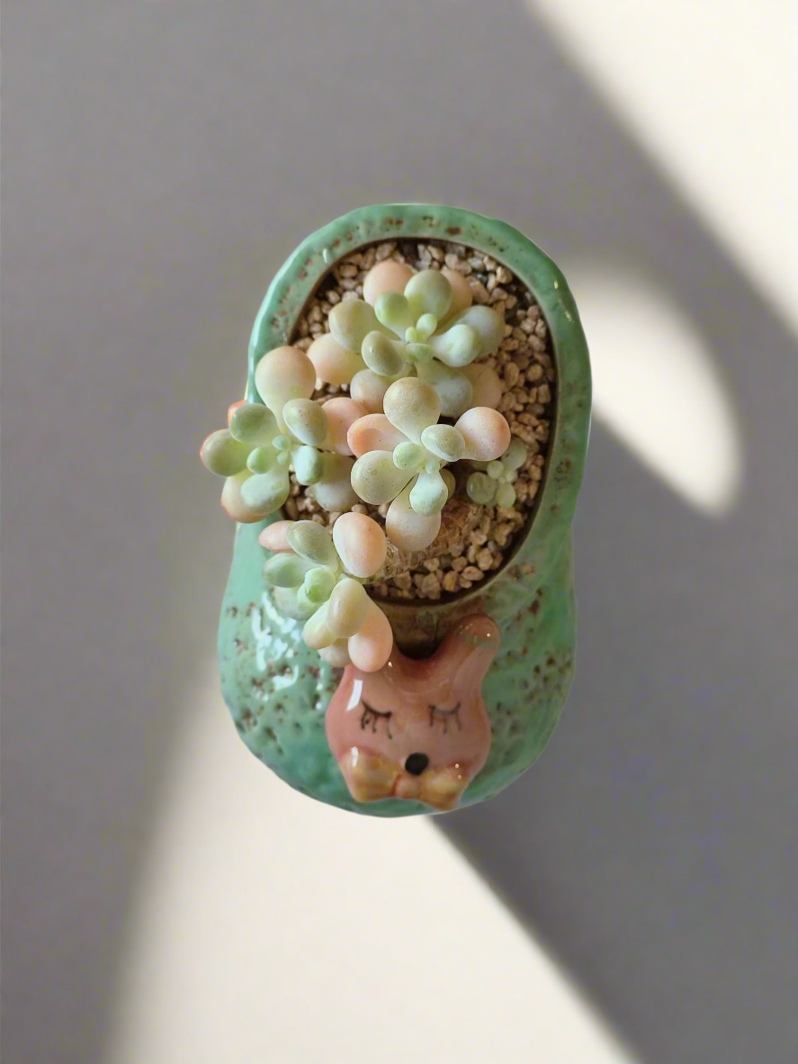 Succulent Mary Jane Charm Green – Graptopetalum mendoza - SlowBloomGreens