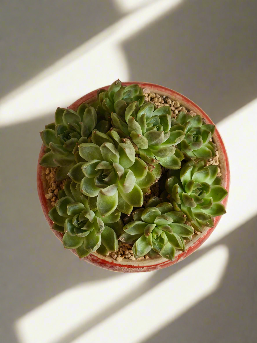 Succulent Moonlit Bloom Pot – Mottled Red with Echeveria 'Violet Queen'