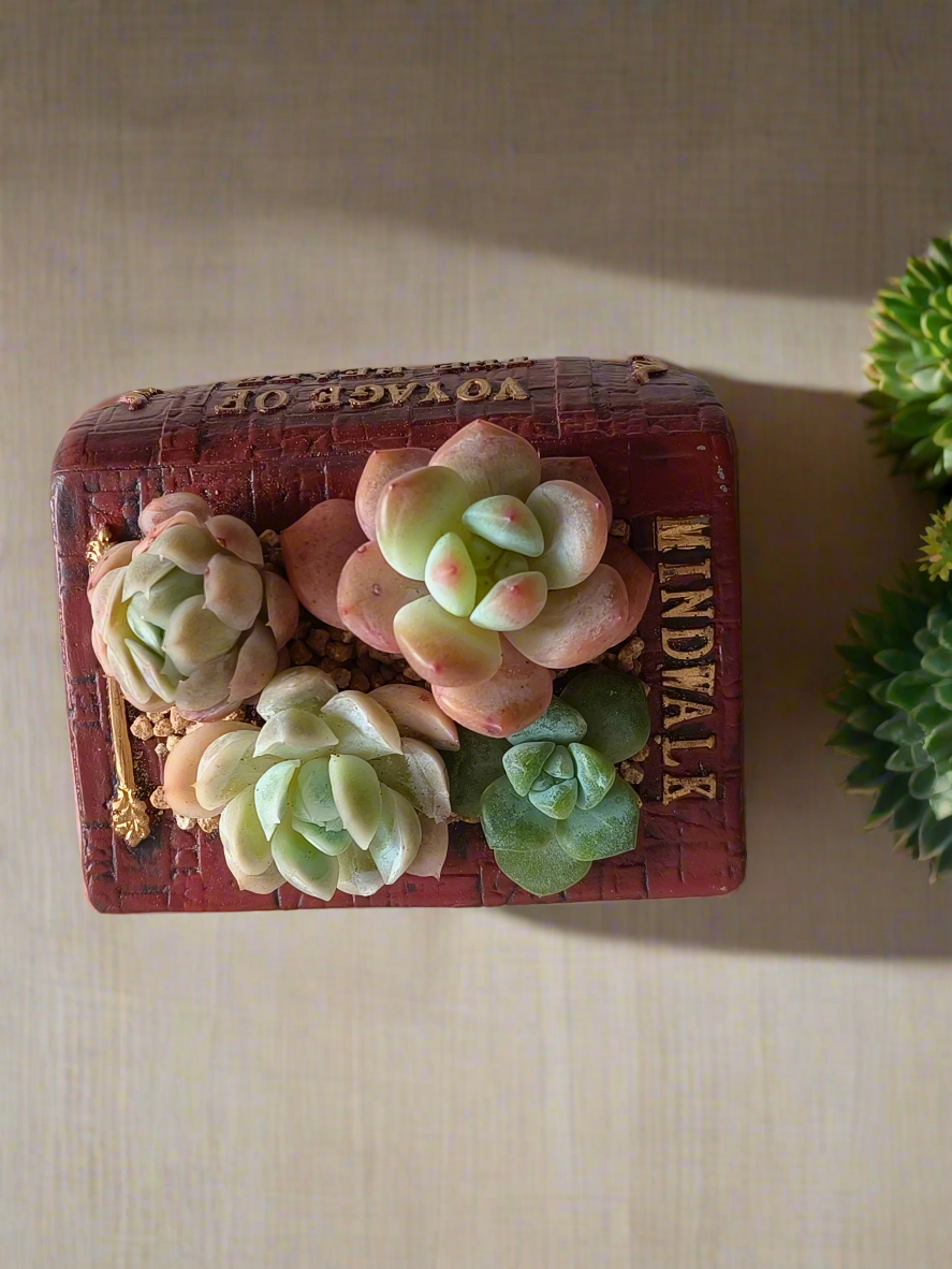 Succulent Book Nook – Succulent Arrangement