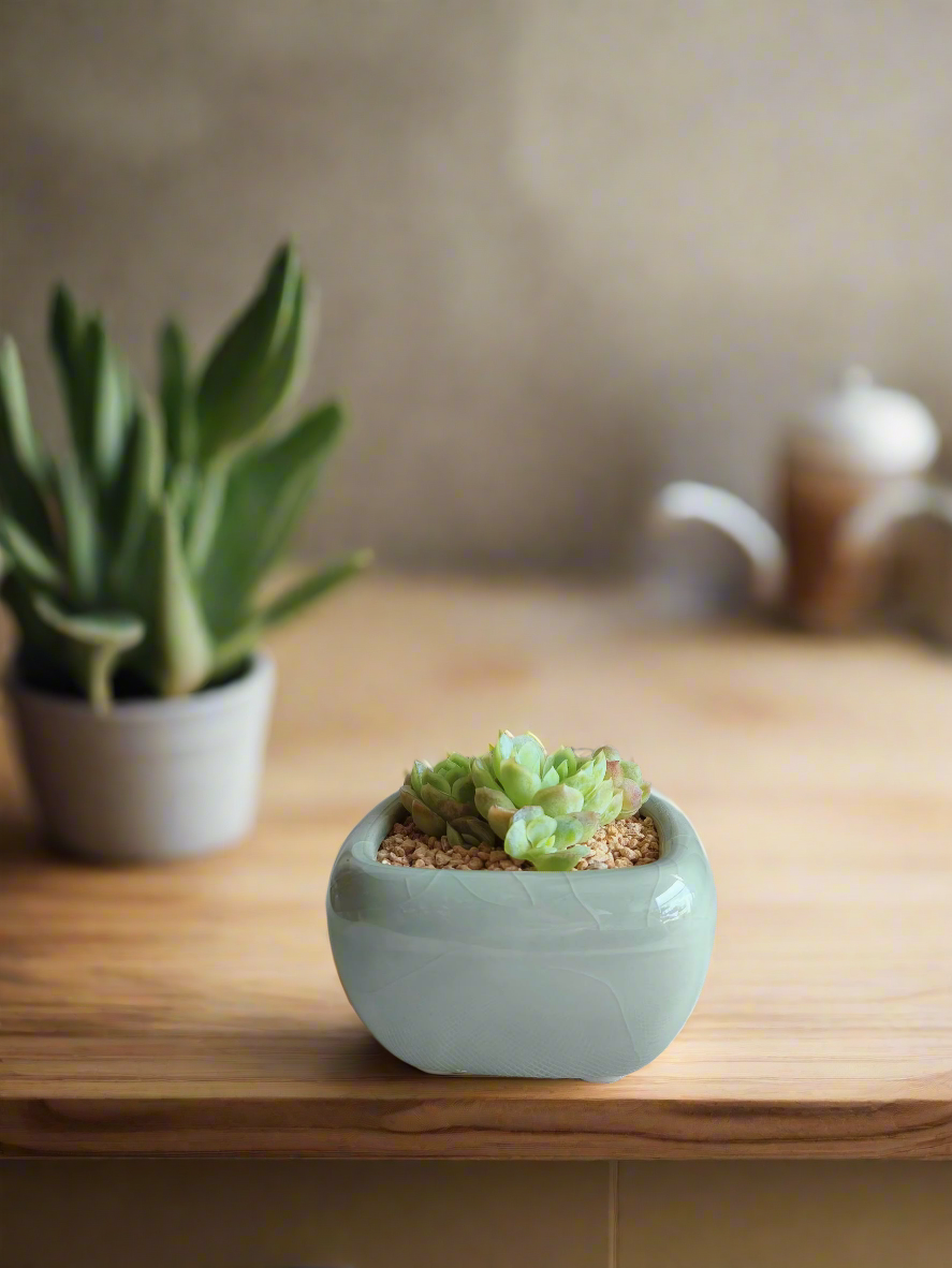 Succulent Zen Square Pastel Green Pot – Echeveria Elegans - SlowBloomGreens