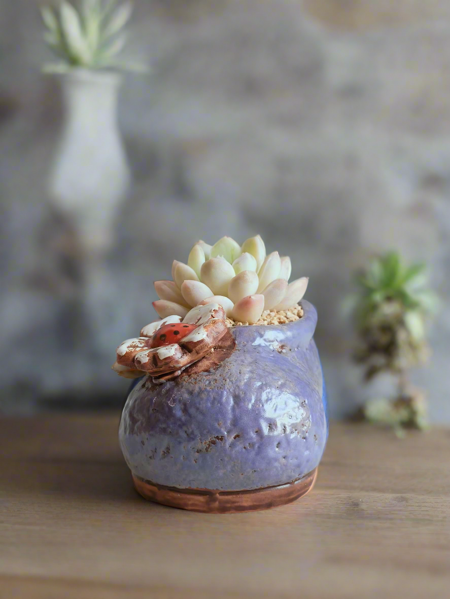 Succulent Mary Jane Charm Violet – Pachyphytum Cream Beauty - SlowBloomGreens