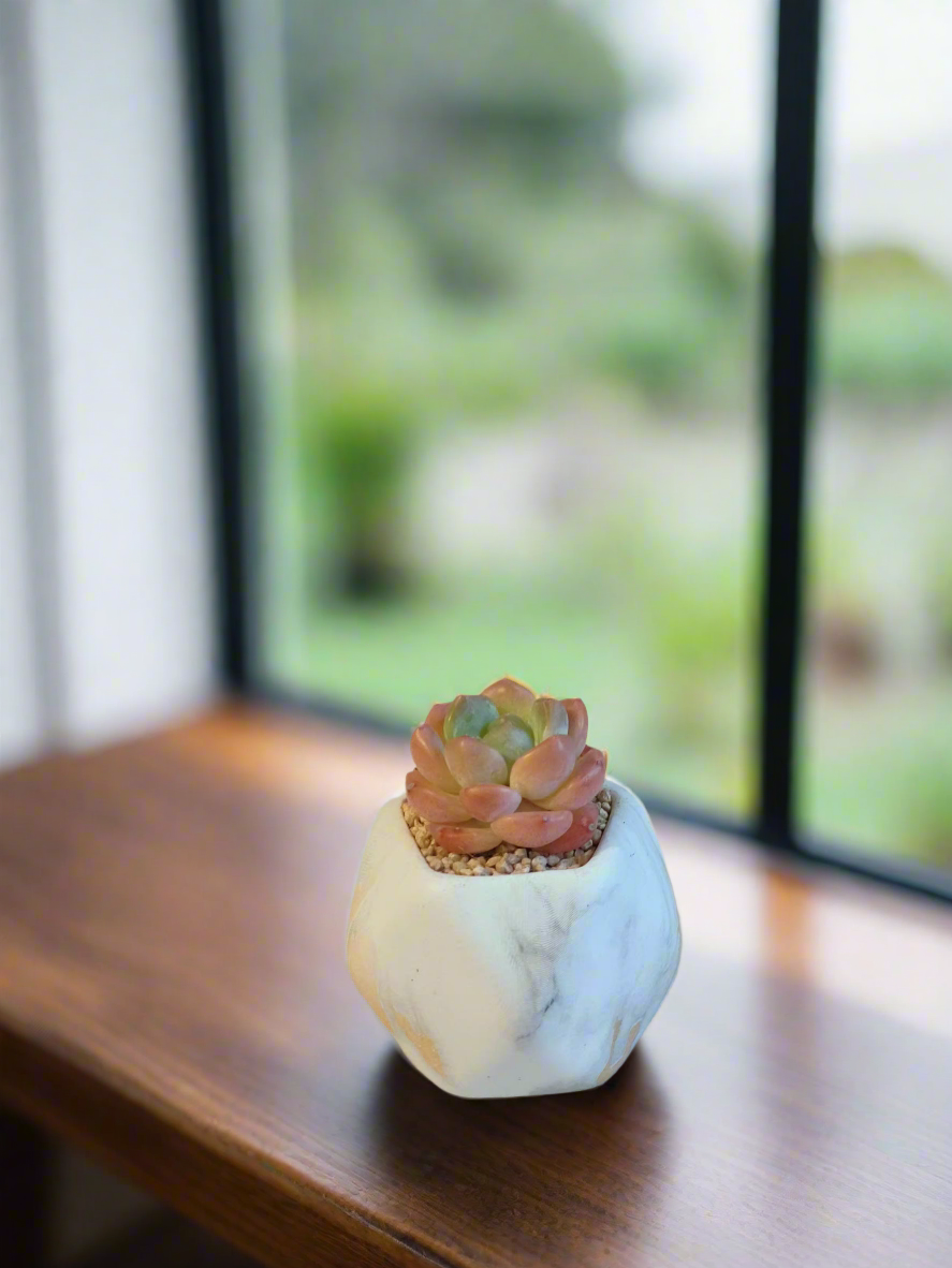 Succulent Mini Octagon Gold - Echeveria Suryeon - SlowBloomGreens