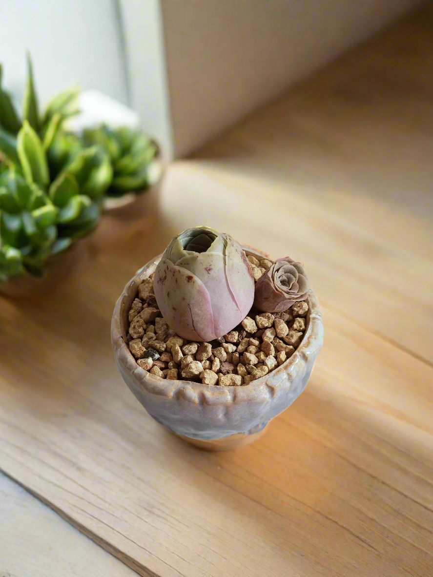 Succulent Lilac Ombre Rustic Planter – Egg Mountain Rose - SlowBloomGreens