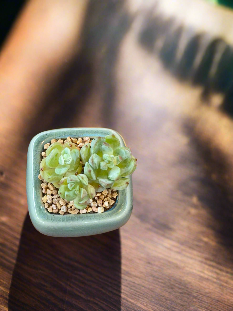 Succulent Serene Square Mini Planter – Sedum Clavatum