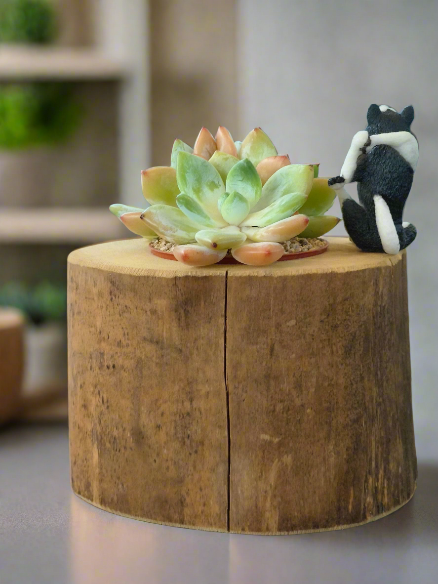 Succulent Yoga Husky on Woodland Log – Echeveria Hybrid