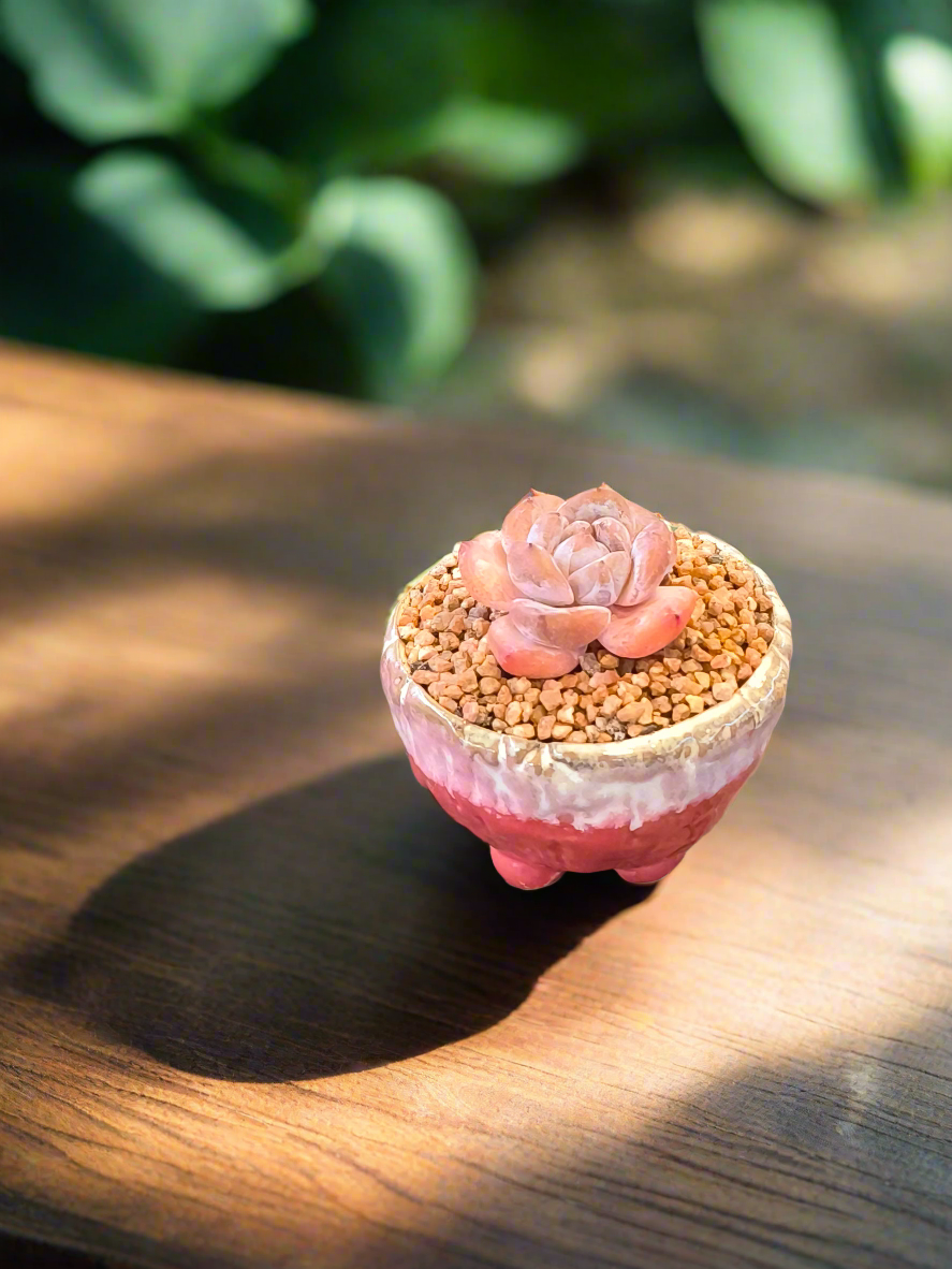 Succulent Red Ombre Rustic Mini Planter – Echeveria 'Cosette'