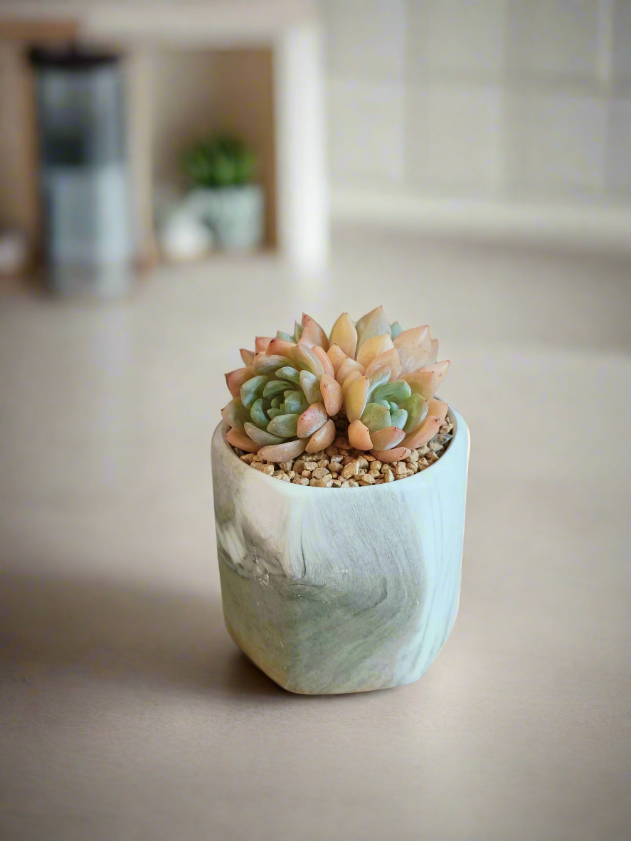Succulent Radiant Octagon Green – Echevaria Suryeon - SlowBloomGreens