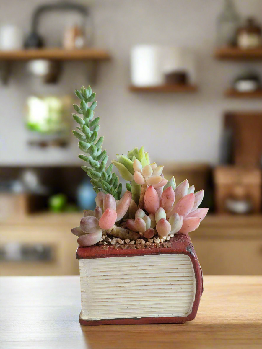 Succulent Book Nook – Assorted Succulents - SlowBloomGreens