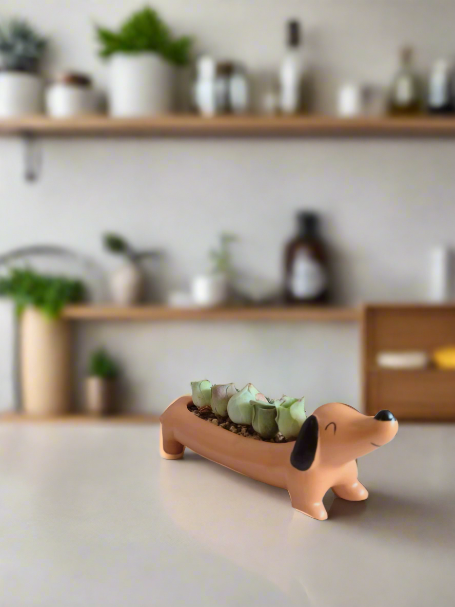 Succulent Daunchund - 5 Mountain Roses 'Greenovia' - SlowBloomGreens