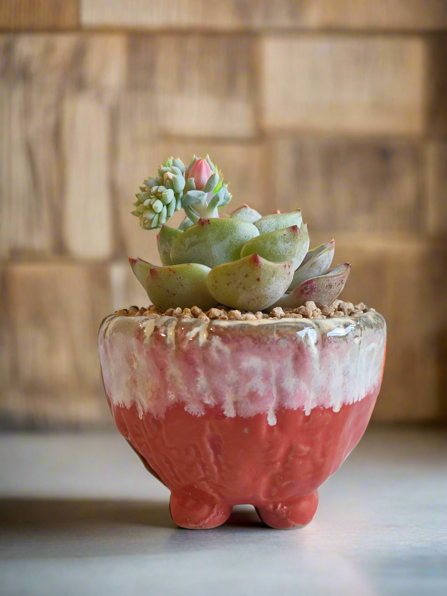Succulent Red Ombre Rustic Pot – Echeveria 'Mont Blanc' (Going to bloom😍) - SlowBloomGreens