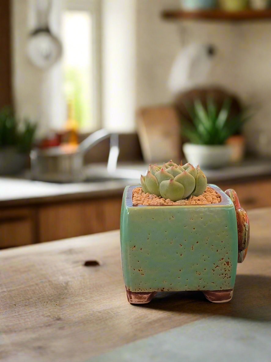 Succulent Ceramic Butterfly Square Teal Planter – Echeveria 'Onslow'