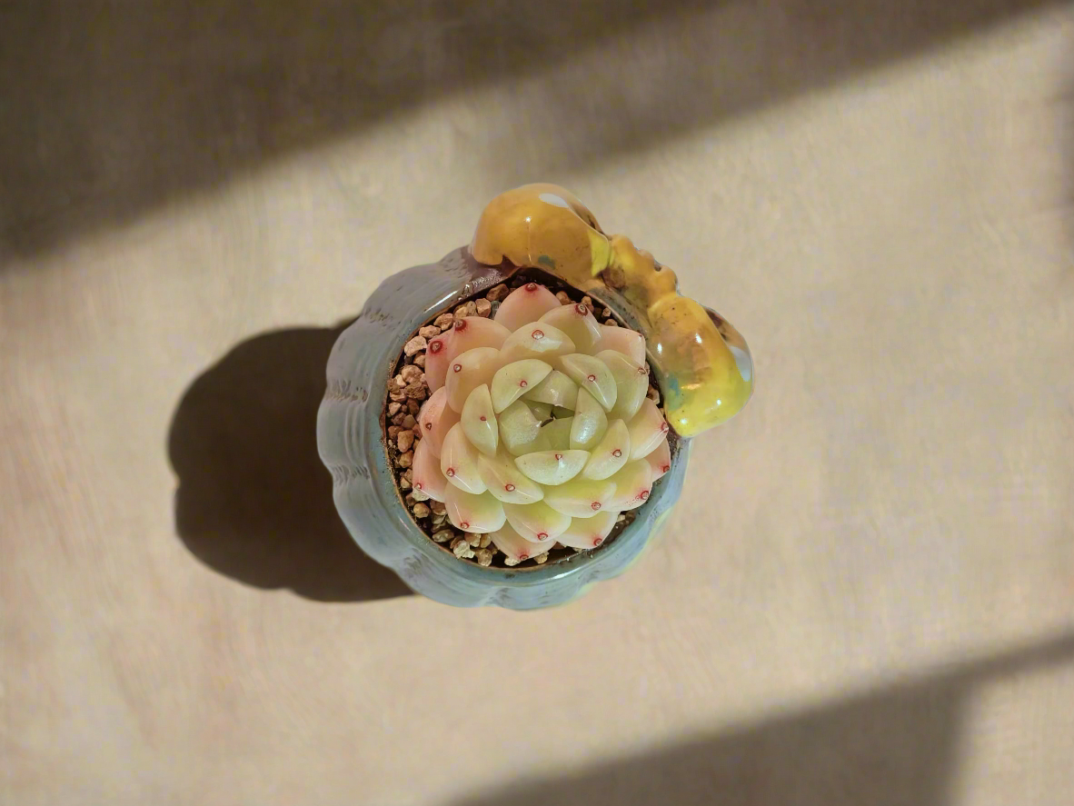 Succulent Ceramic Round Bow Blue – Echeveria White Minima - SlowBloomGreens