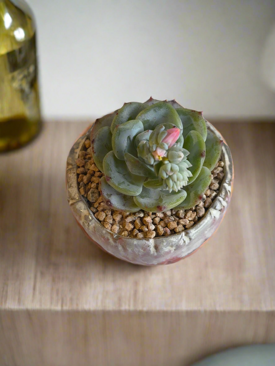 Succulent Red Ombre Rustic Pot – Echeveria 'Mont Blanc' (Going to bloom😍) - SlowBloomGreens