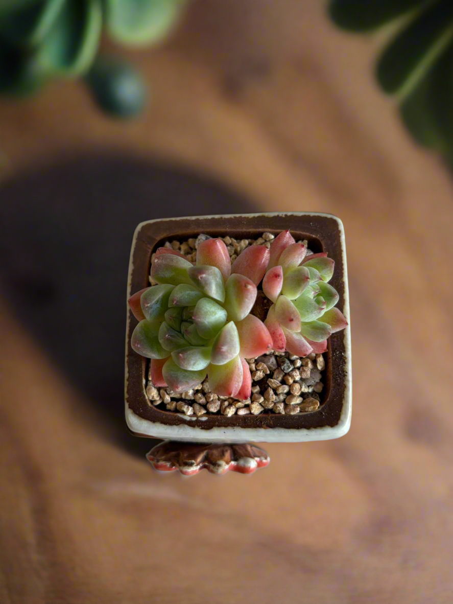 Succulent Ceramic Square Flowerpot White – Echeveria Suryeon - SlowBloomGreens